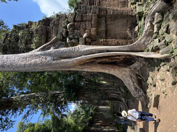 Urwald und Stein: Ta Throm Tempel in Angkor. Foto privat